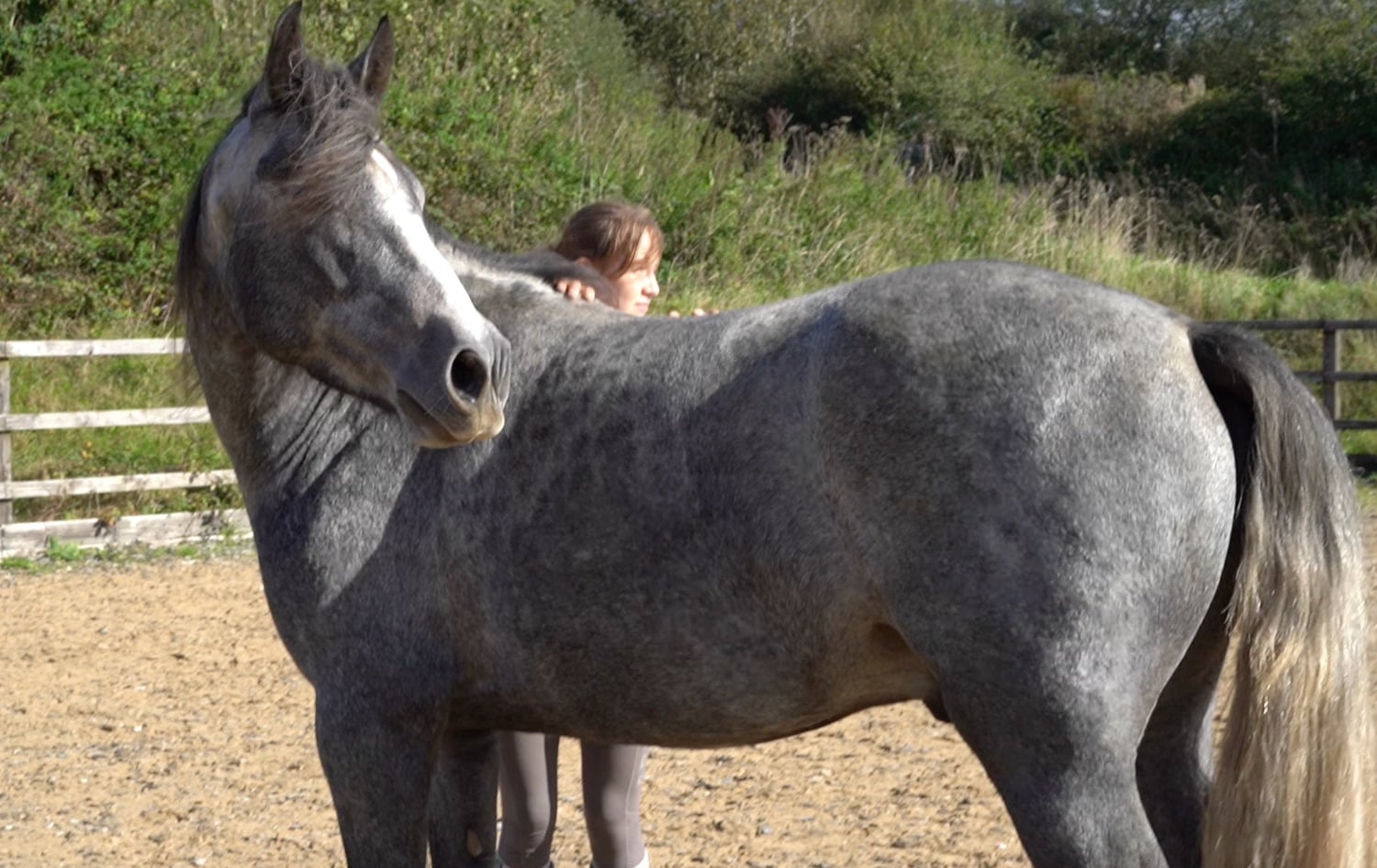 Bude "Bodhi" Steel Grey Gelding All Rounder