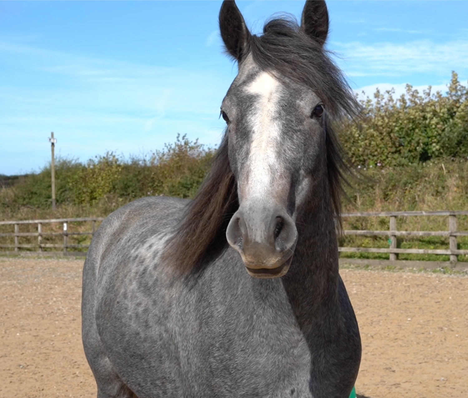 "Bodhi" Steel Grey Gelding All Rounder - Horses in Bude