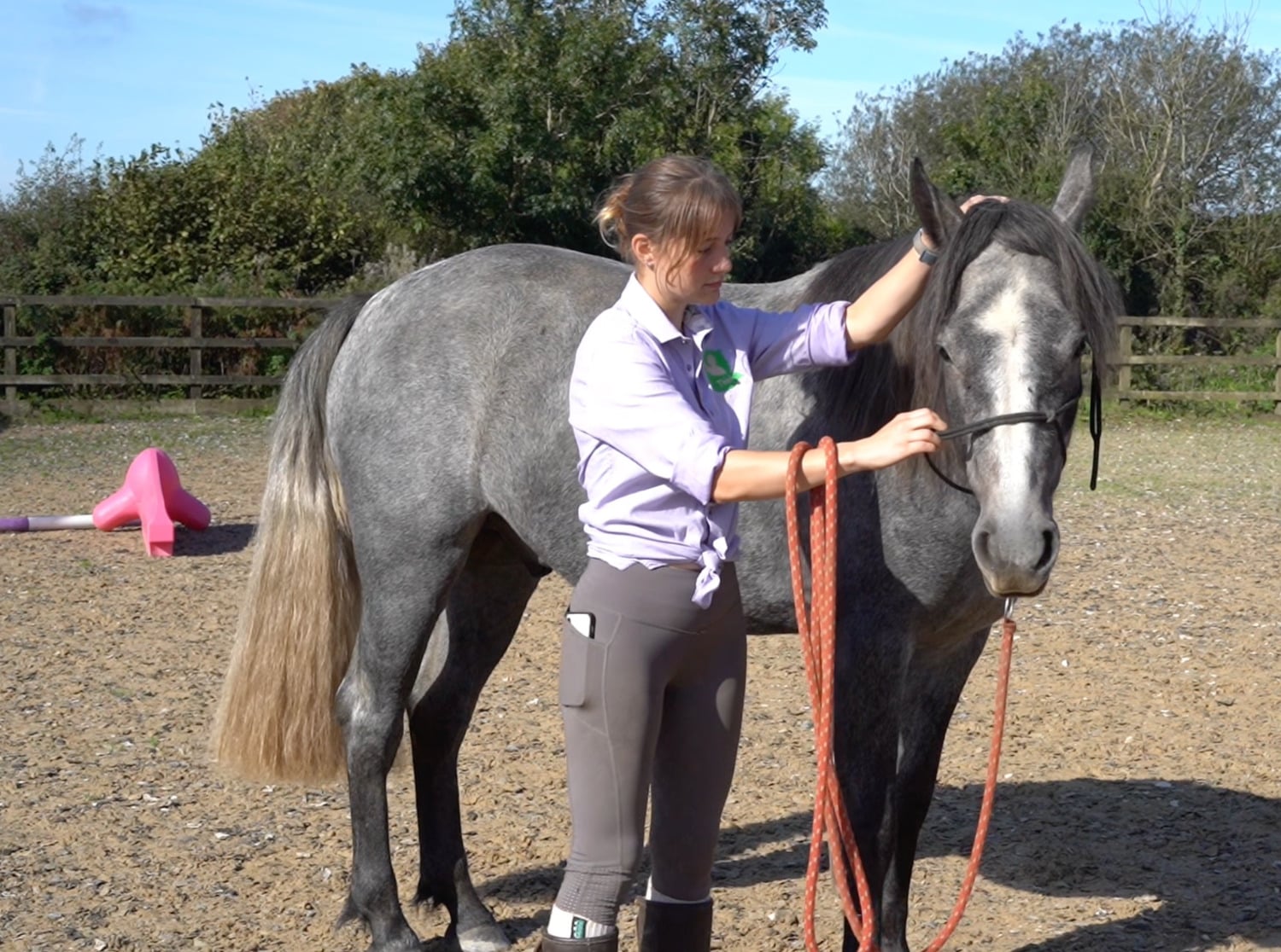 "Bodhi" Steel Grey Gelding All Rounder - Horses