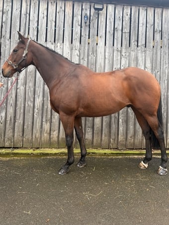 "Terry " Bay Gelding All Rounder