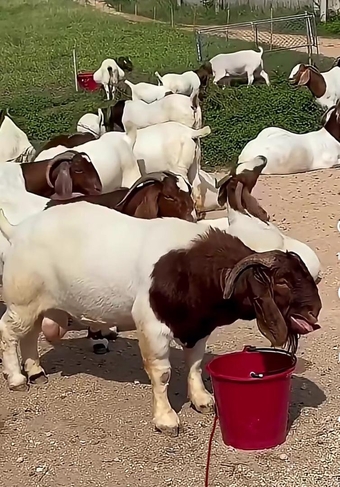 🐐 BOER GOATS FOR SALE
