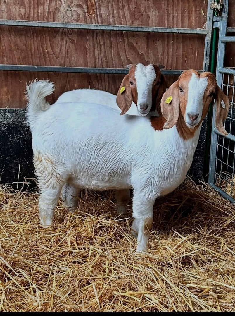 Kent Street 🐐 BOER GOATS FOR SALE