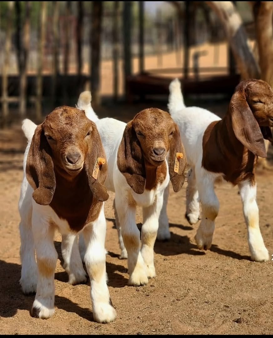 🐐 BOER GOATS FOR SALE - Livestock in Kent Street