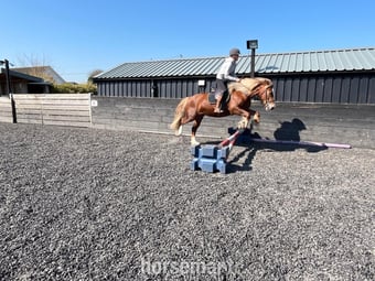 "Blondie" Chestnut Mare All Rounder