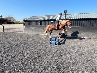 "Blondie" Chestnut Mare All Rounder