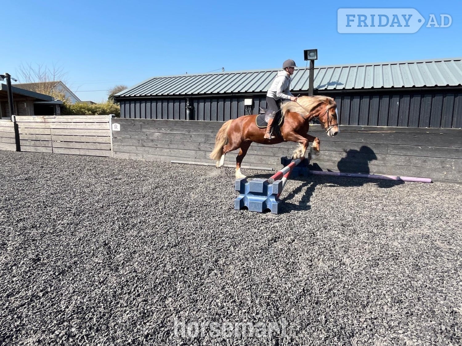 "Blondie" Chestnut Mare All Rounder in Dover
