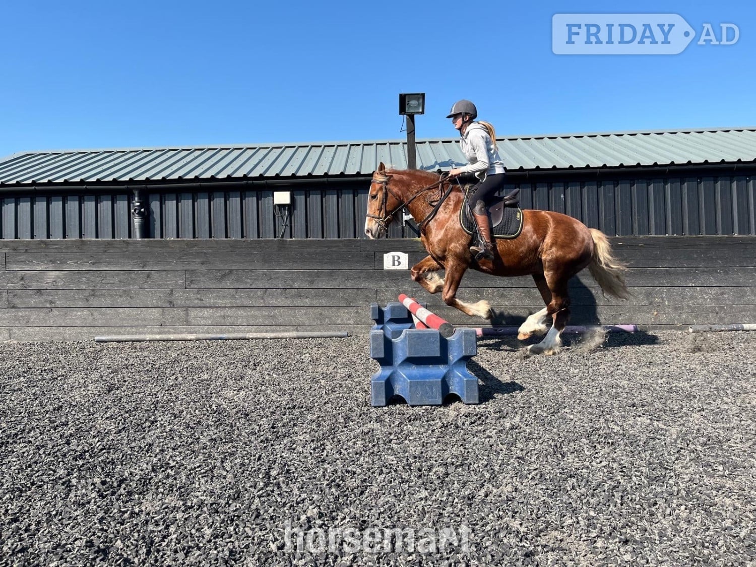 "Blondie" Chestnut Mare All Rounder