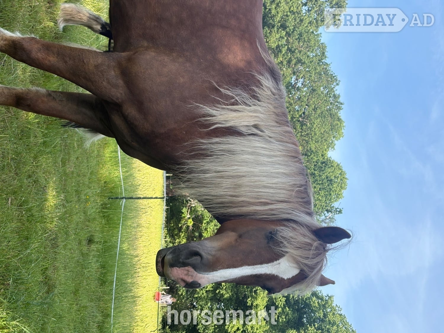 Dover "Blondie" Chestnut Mare All Rounder