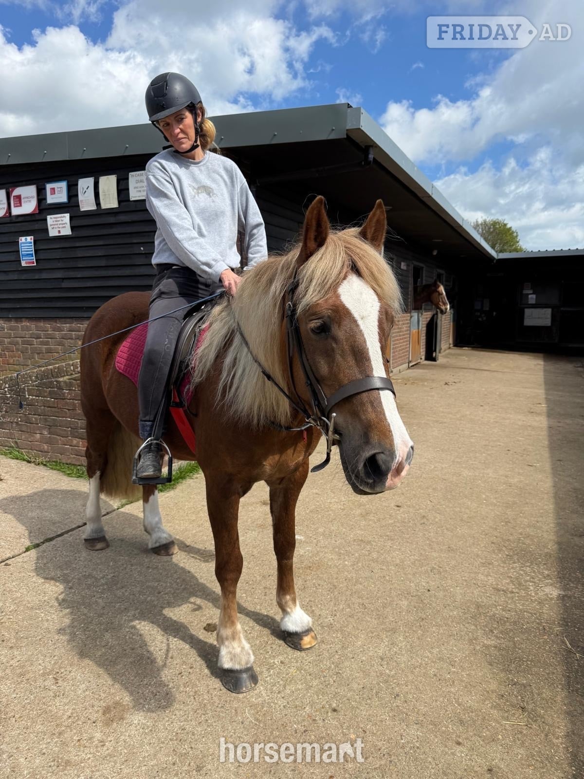 "Blondie" Chestnut Mare All Rounder - Horses in Dover