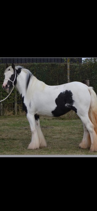 "Frankie " Piebald Mare Project Horse