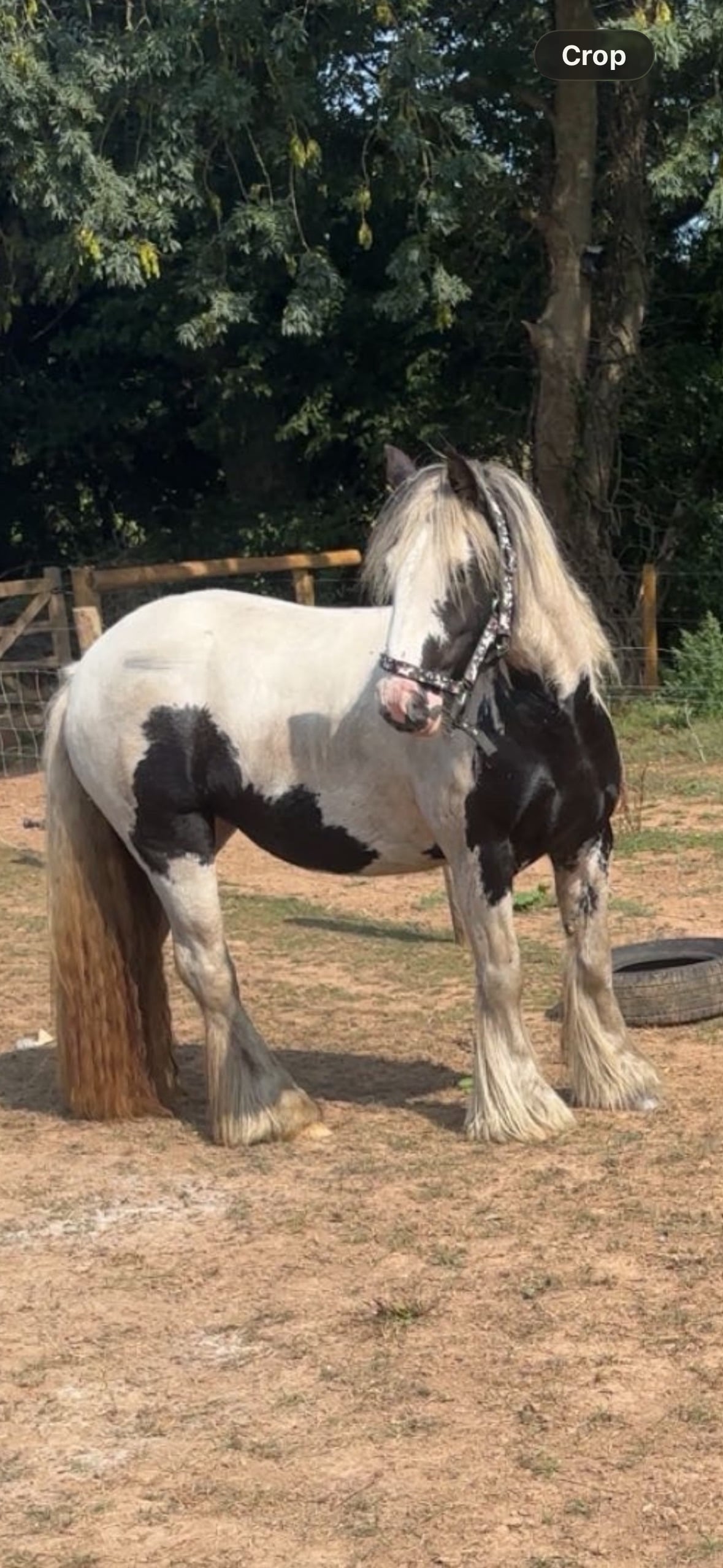 "Frankie " Piebald Mare Project Horse