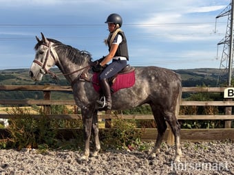 "Stan" Dapple Grey Gelding Show Jumper