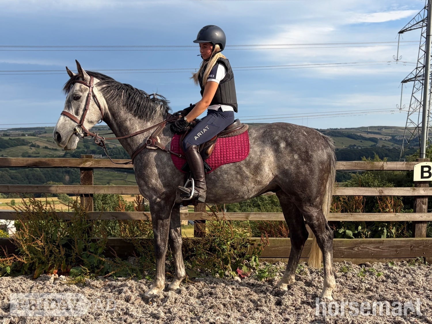 "Stan" Dapple Grey Gelding Show Jumper in Halifax