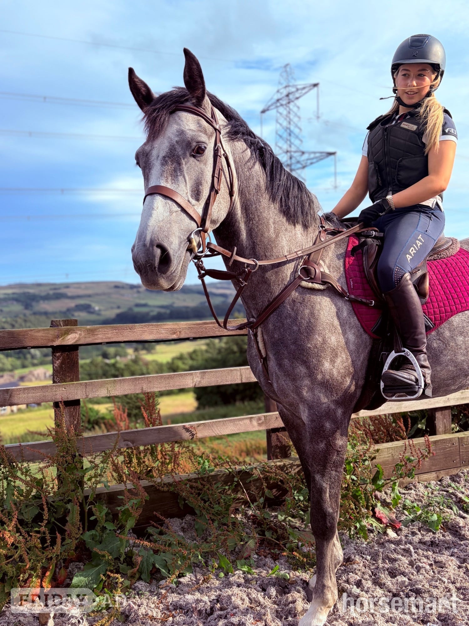 "Stan" Dapple Grey Gelding Show Jumper