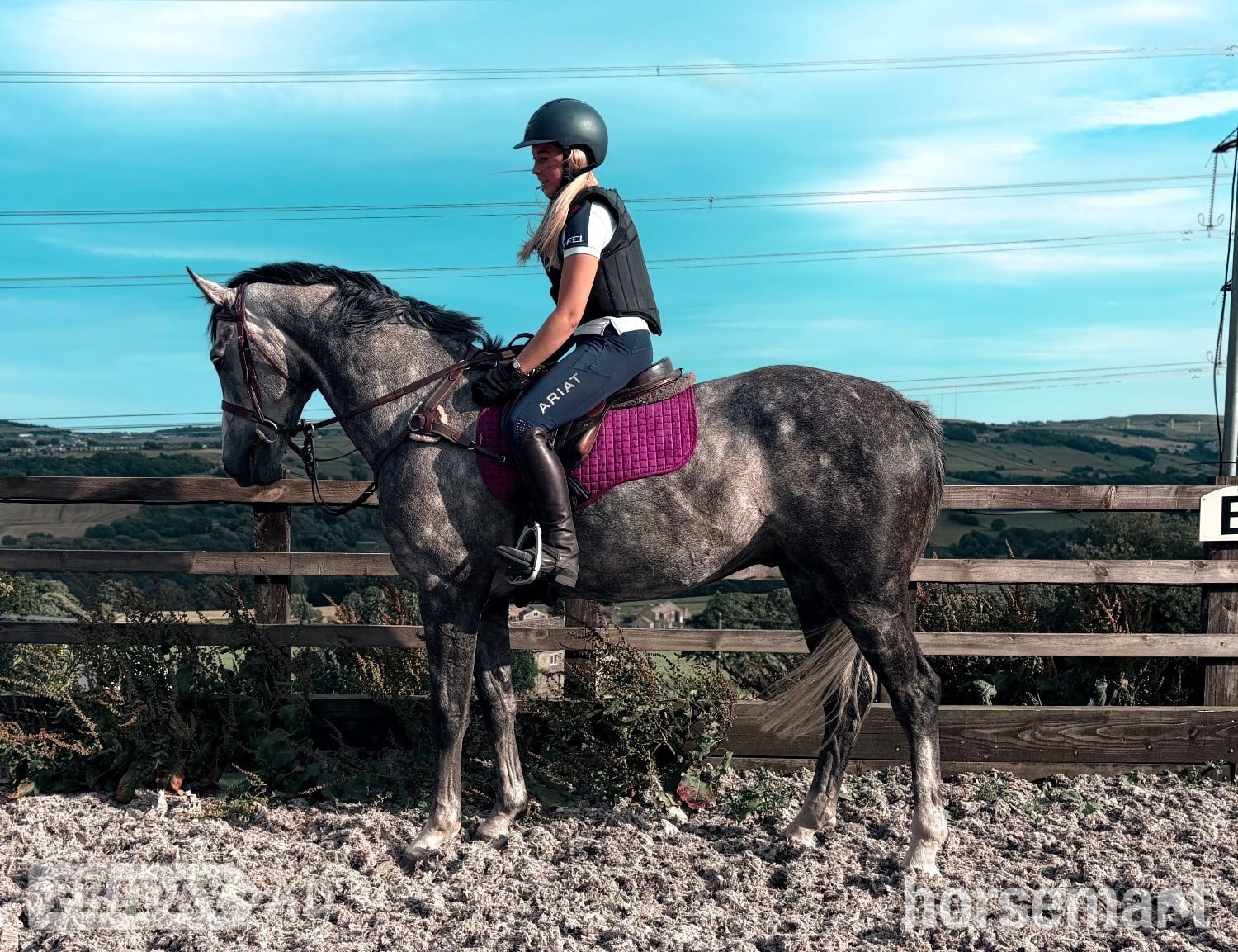 Halifax "Stan" Dapple Grey Gelding Show Jumper