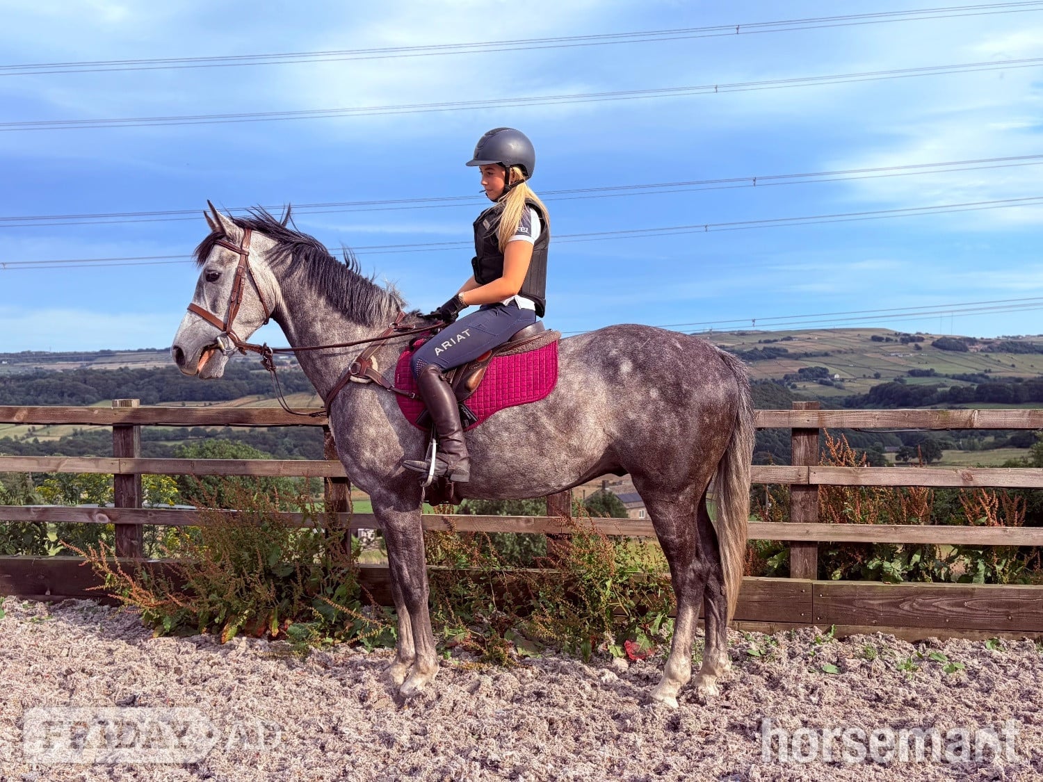 "Stan" Dapple Grey Gelding Show Jumper - Horses in Halifax