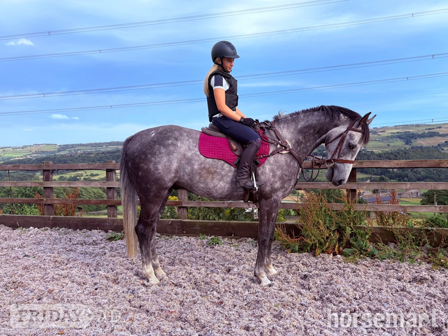 "Stan" Dapple Grey Gelding Show Jumper - Horses