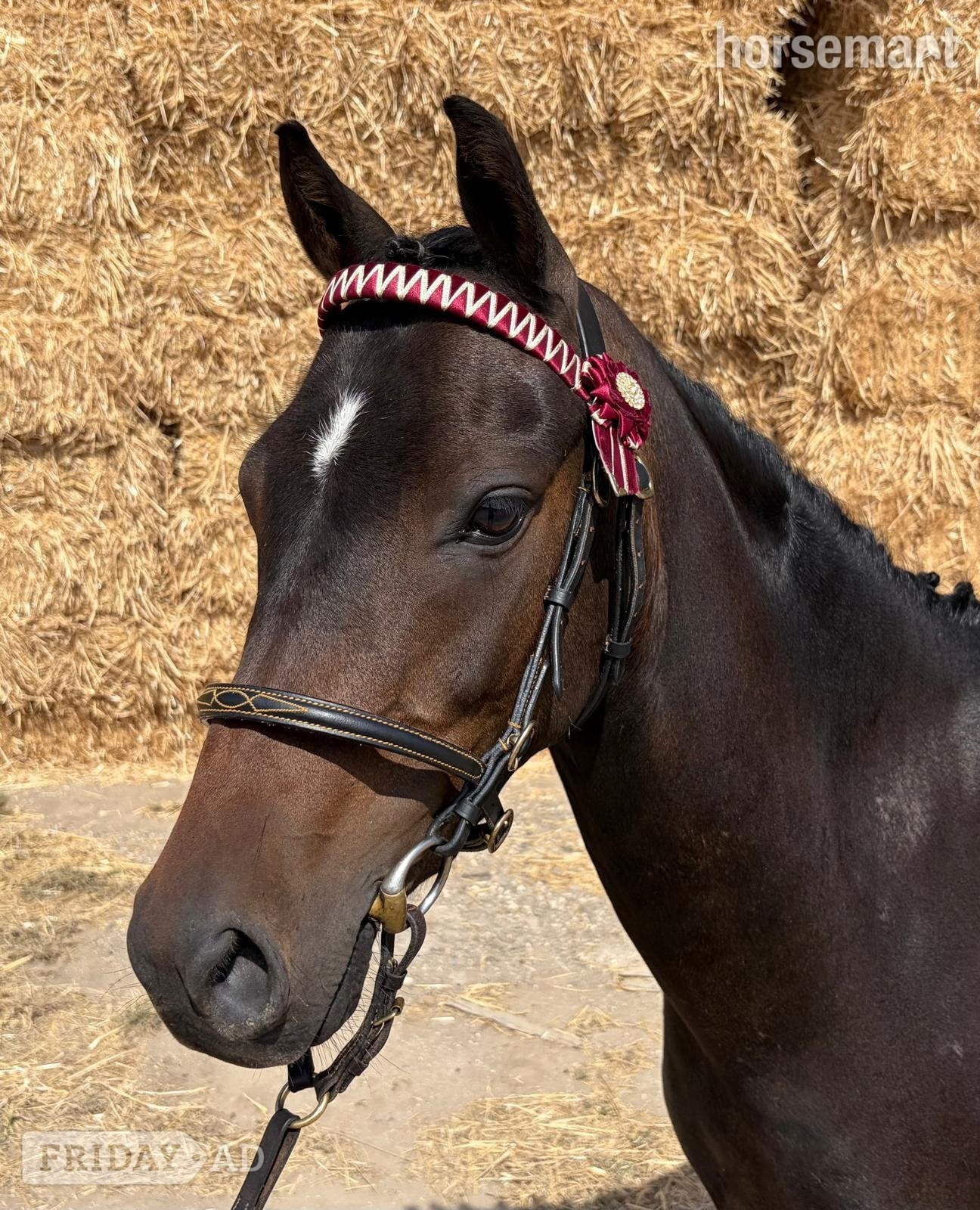 "Valentine calypso" Dark Bay Gelding All Rounder in Driffield
