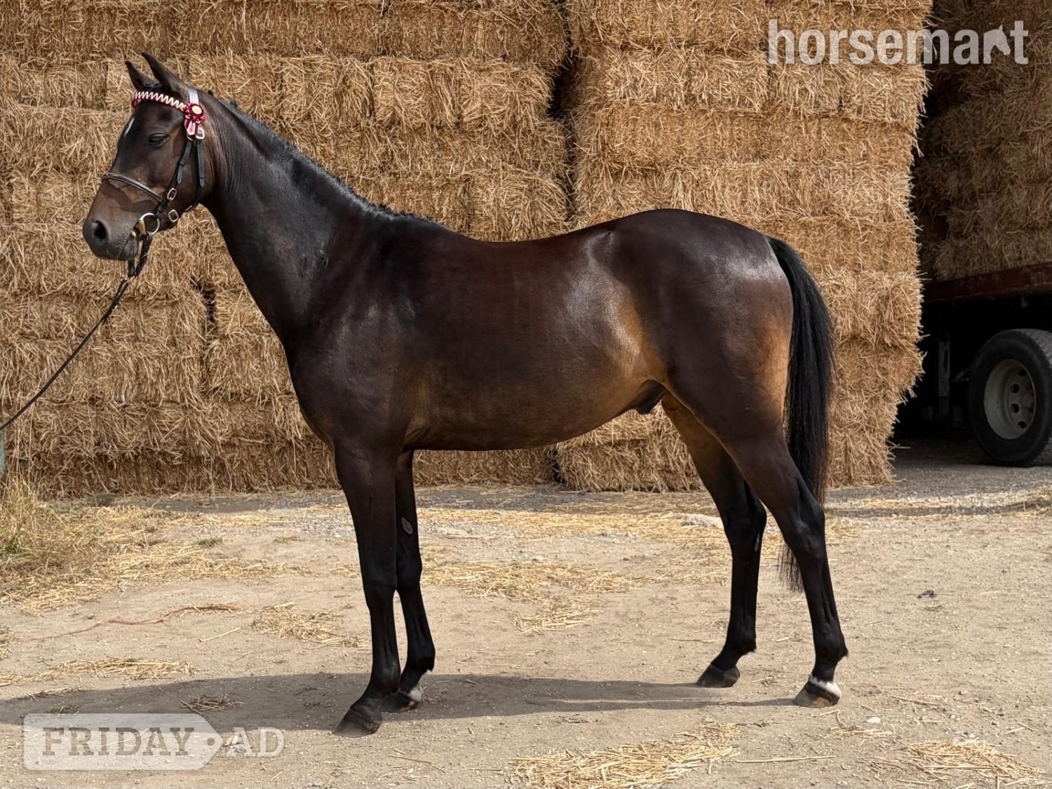 "Valentine calypso" Dark Bay Gelding All Rounder