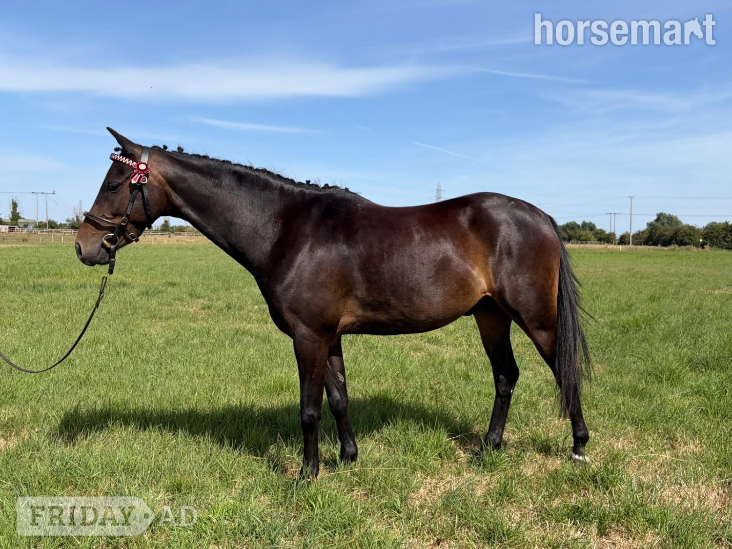 Driffield "Valentine calypso" Dark Bay Gelding All Rounder