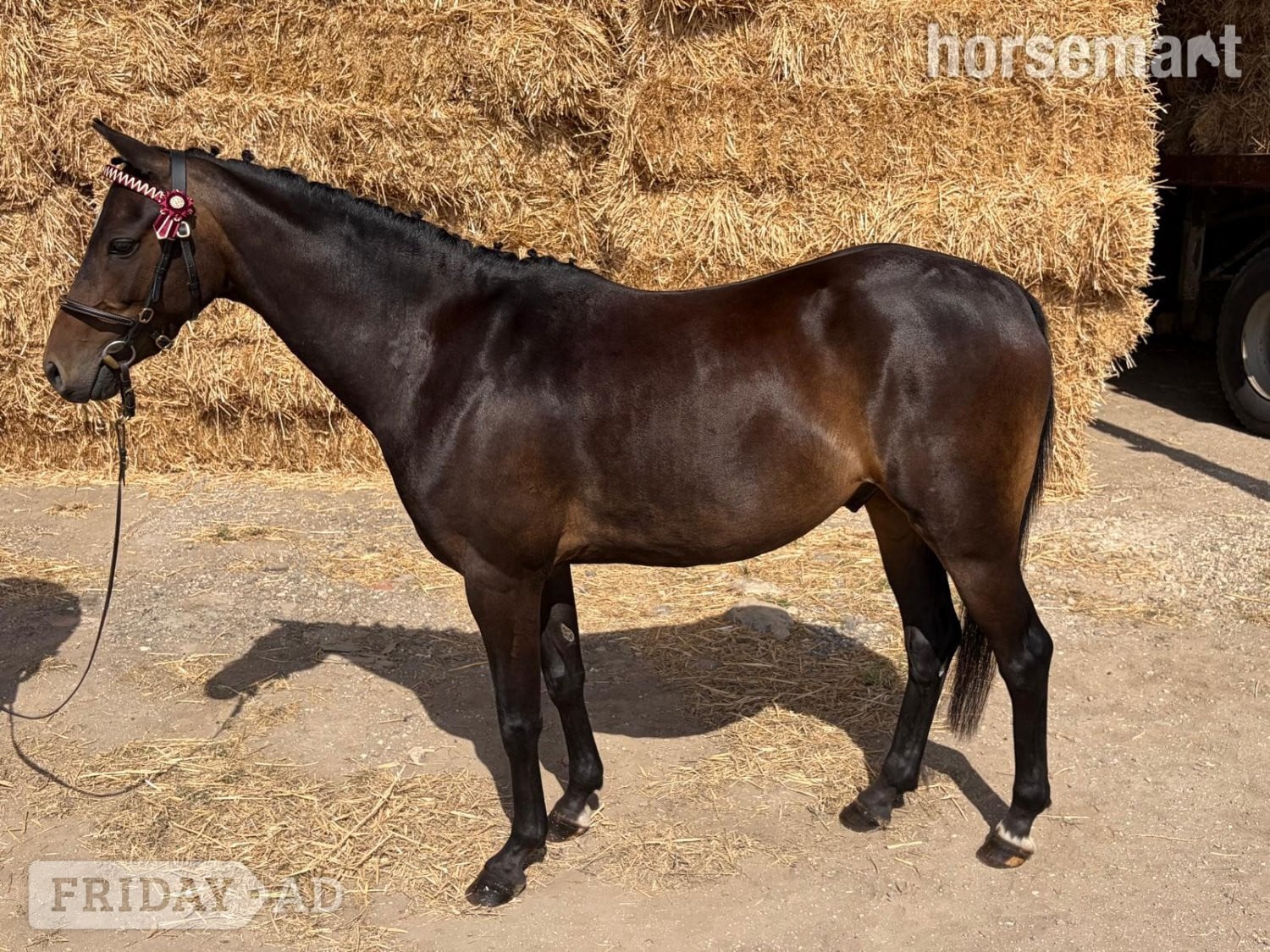 "Valentine calypso" Dark Bay Gelding All Rounder - Horses in Driffield