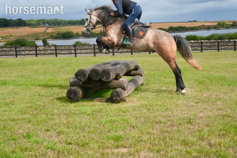 "Teddy" Grey Gelding Young Sport Horse