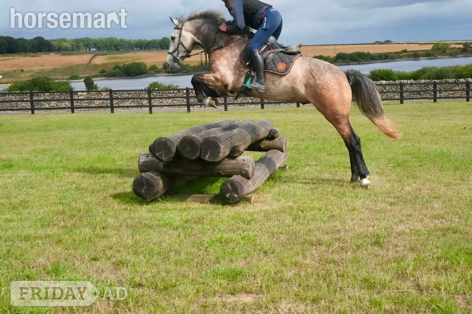 "Teddy" Grey Gelding Young Sport Horse in Huddersfield