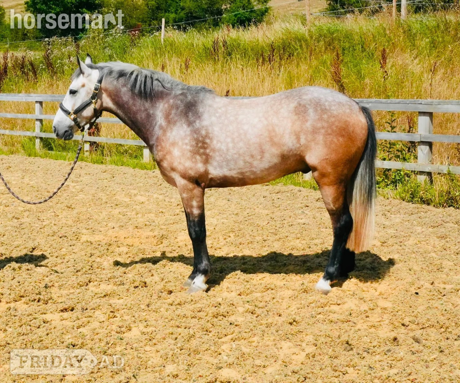 "Teddy" Grey Gelding Young Sport Horse