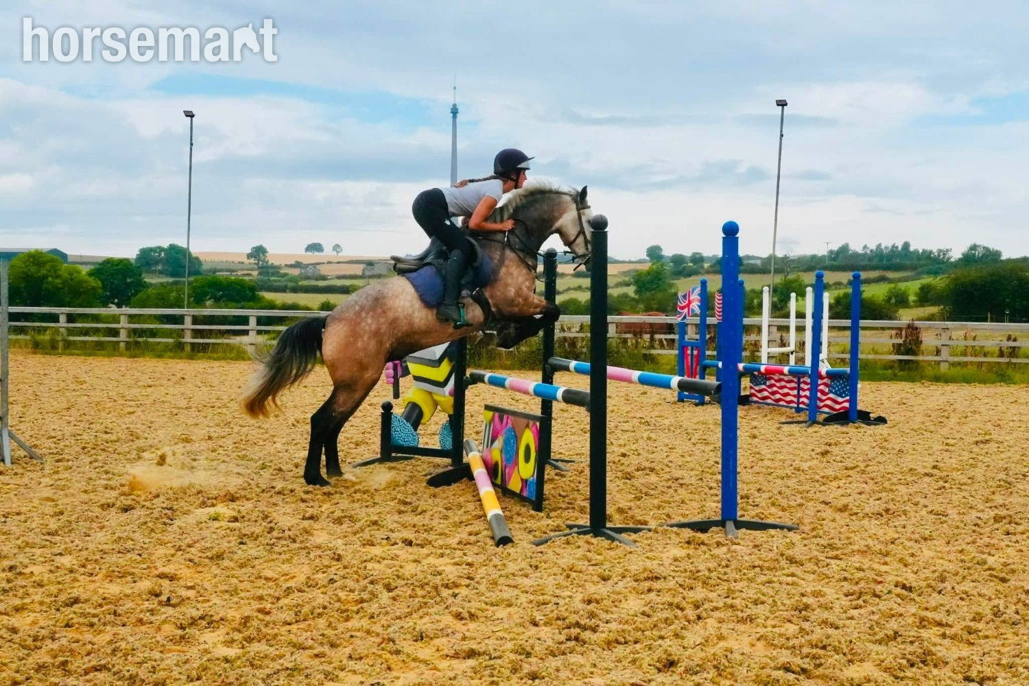 "Teddy" Grey Gelding Young Sport Horse - Horses in Huddersfield