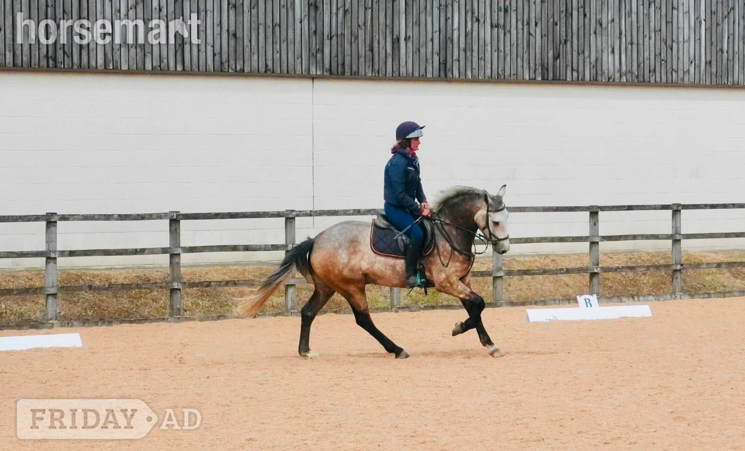 Huddersfield "Teddy" Grey Gelding Young Sport Horse