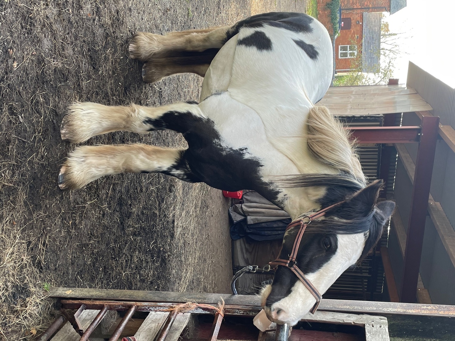 Part or Full Loan- Near Alcester (Warks/Worcs border) - Horses in Cookhill