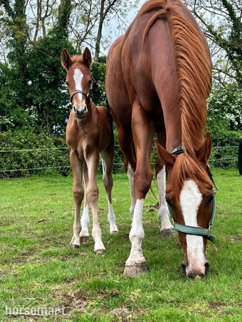 "Chucky" Chestnut Colt Youngstock / Foal