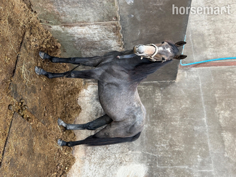 "Unnamed" Grey Filly Youngstock / Foal