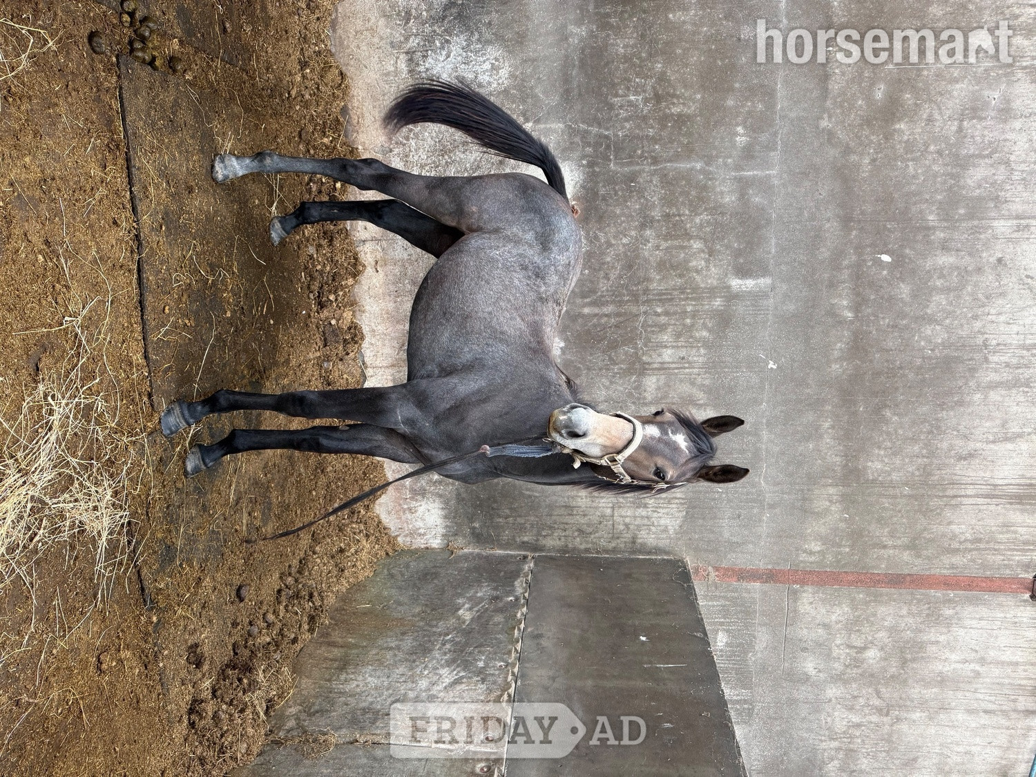 "Unnamed" Grey Filly Youngstock / Foal