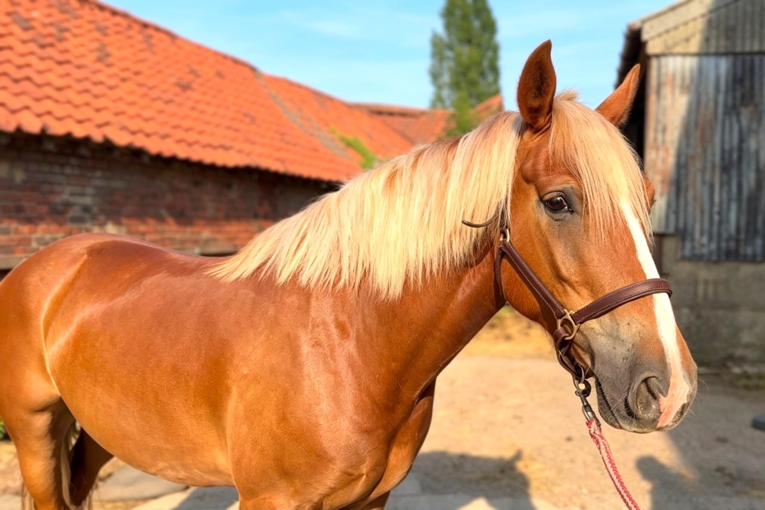 "Simba " Chestnut Gelding All Rounder