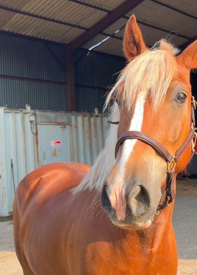 Epping Green "Simba " Chestnut Gelding All Rounder