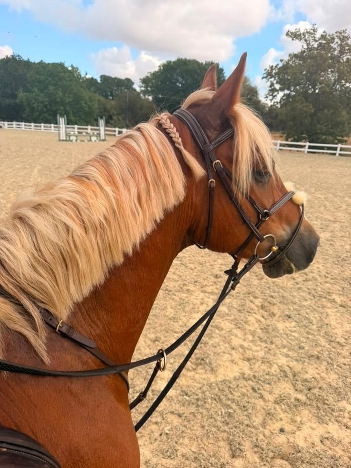 "Simba " Chestnut Gelding All Rounder - Horses in Epping Green