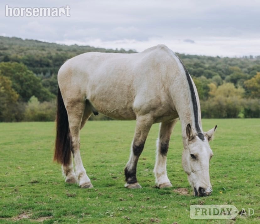 Sharer required for beautiful hacking on the Ashdown Forest  in Hartfield
