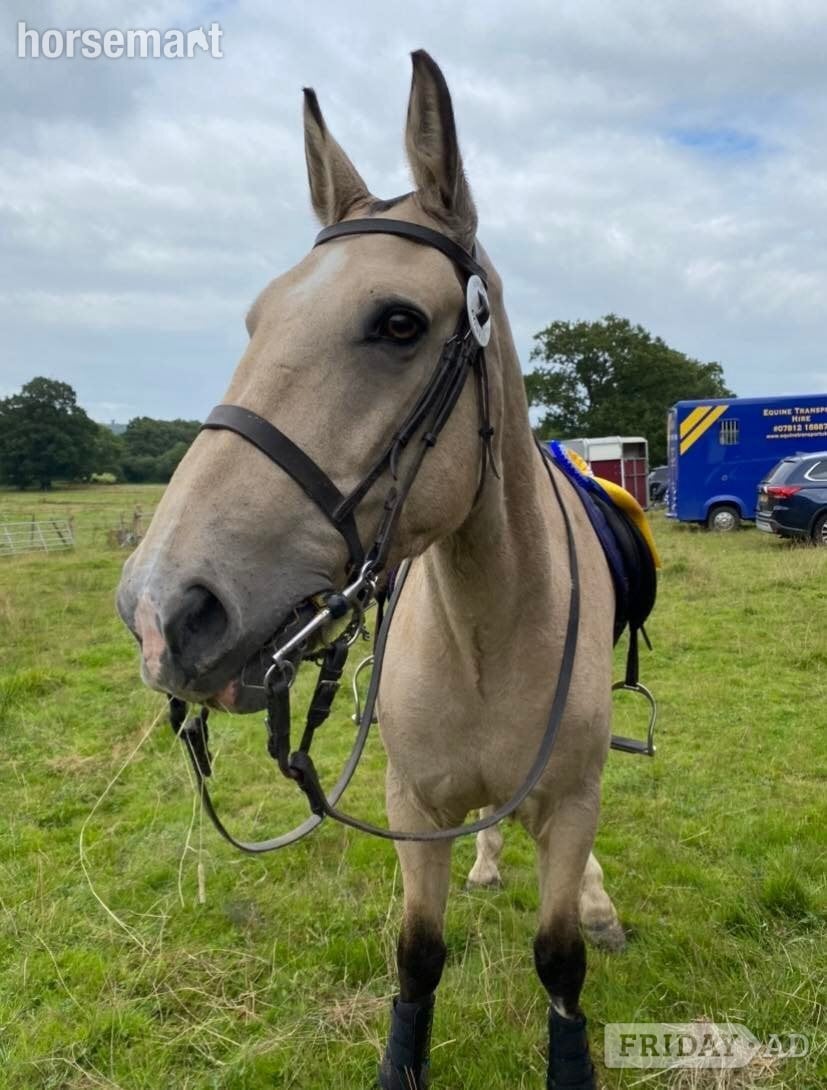 Sharer required for beautiful hacking on the Ashdown Forest 