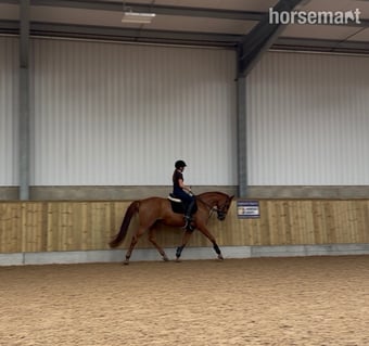 "Maxine " Chestnut Mare All Rounder