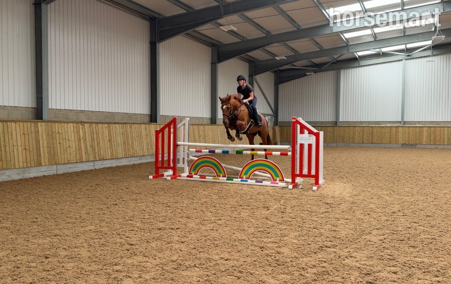 "Maxine " Chestnut Mare All Rounder