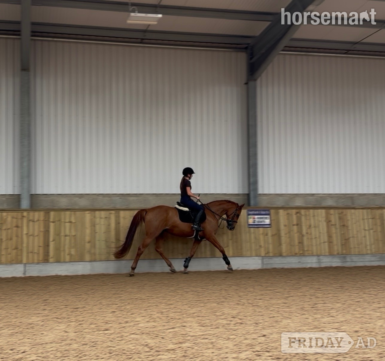 "Maxine " Chestnut Mare All Rounder in Huddersfield