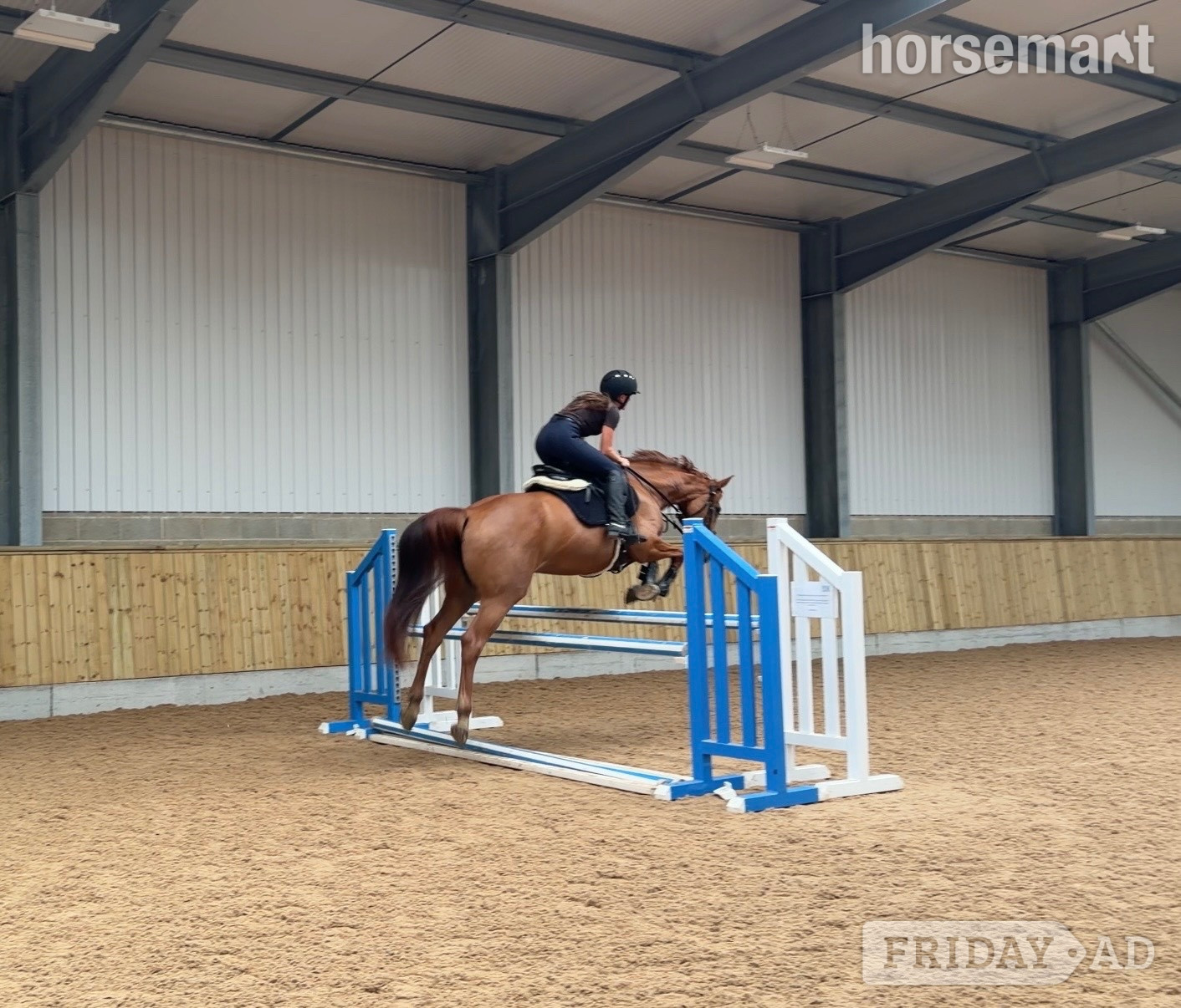 Huddersfield "Maxine " Chestnut Mare All Rounder