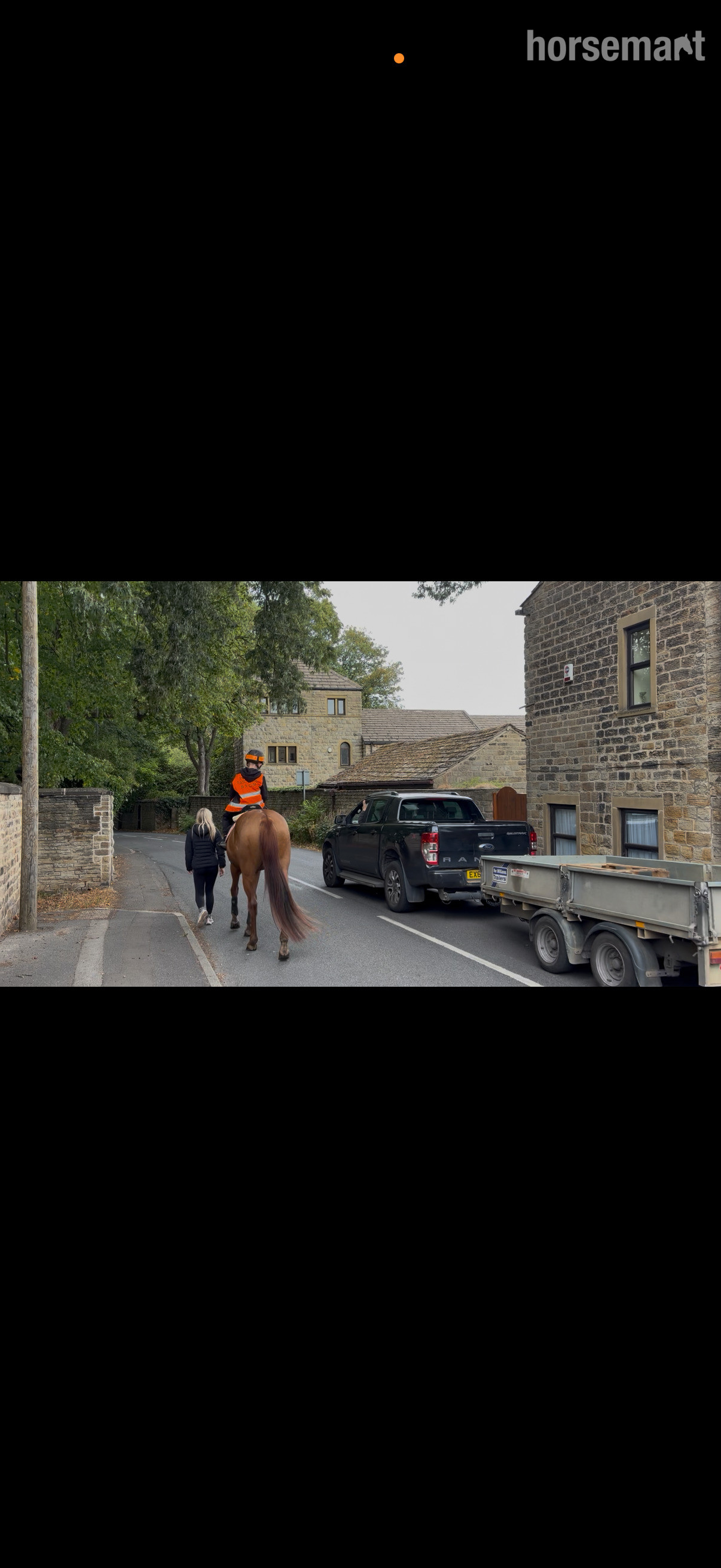 "Maxine " Chestnut Mare All Rounder - Horses