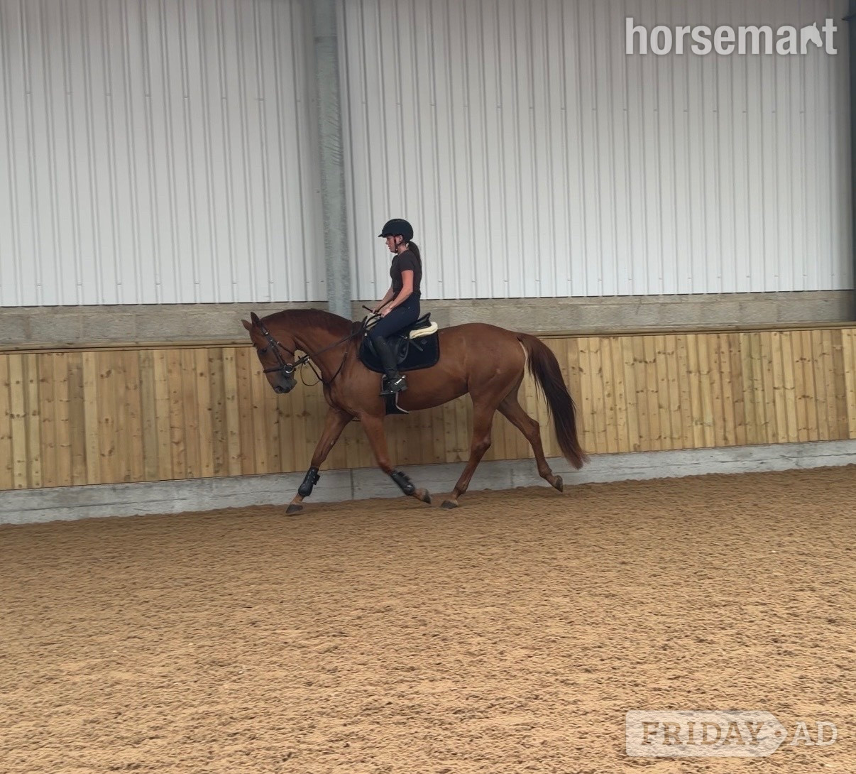 "Maxine " Chestnut Mare All Rounder - Horses in Huddersfield