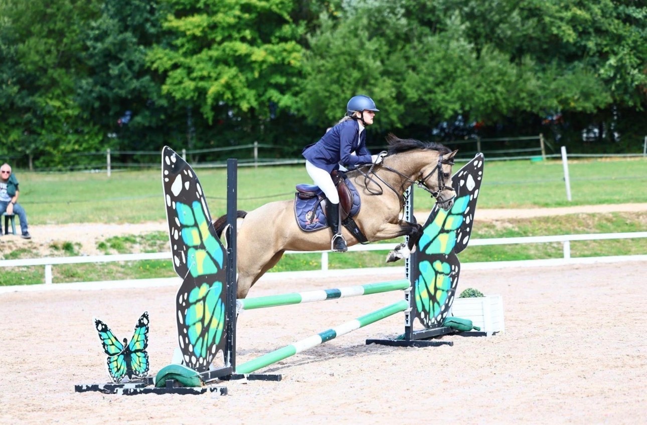 Southampton "Star" Buckskin Mare All Rounder