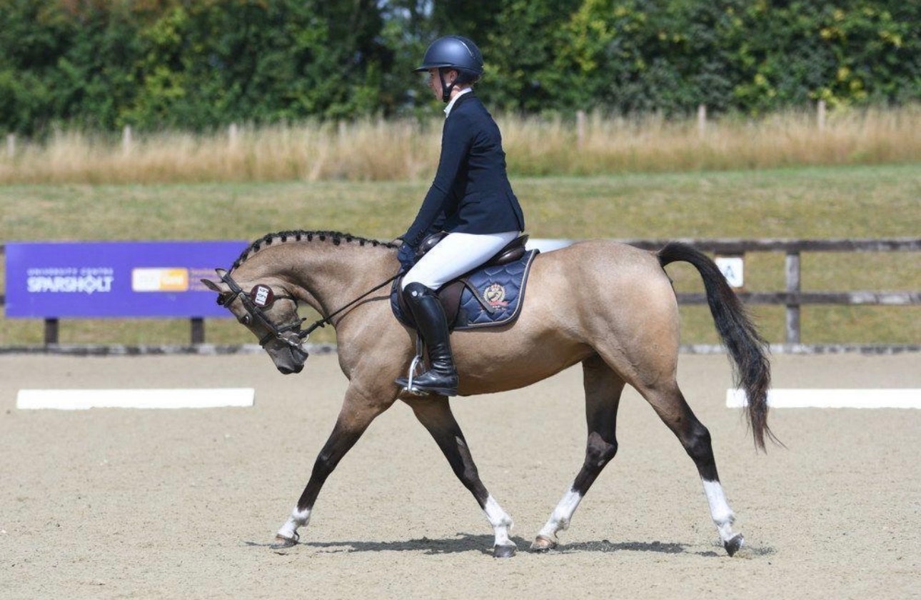 "Star" Buckskin Mare All Rounder - Horses in Southampton