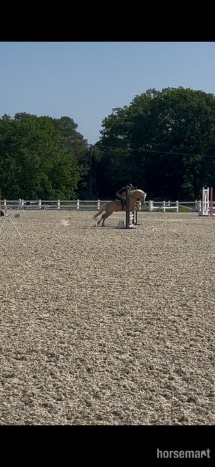 "Popcorn " Palomino Gelding All Rounder