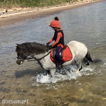 "Blue" Blue Roan Gelding Lead Rein/First Ridden Pony