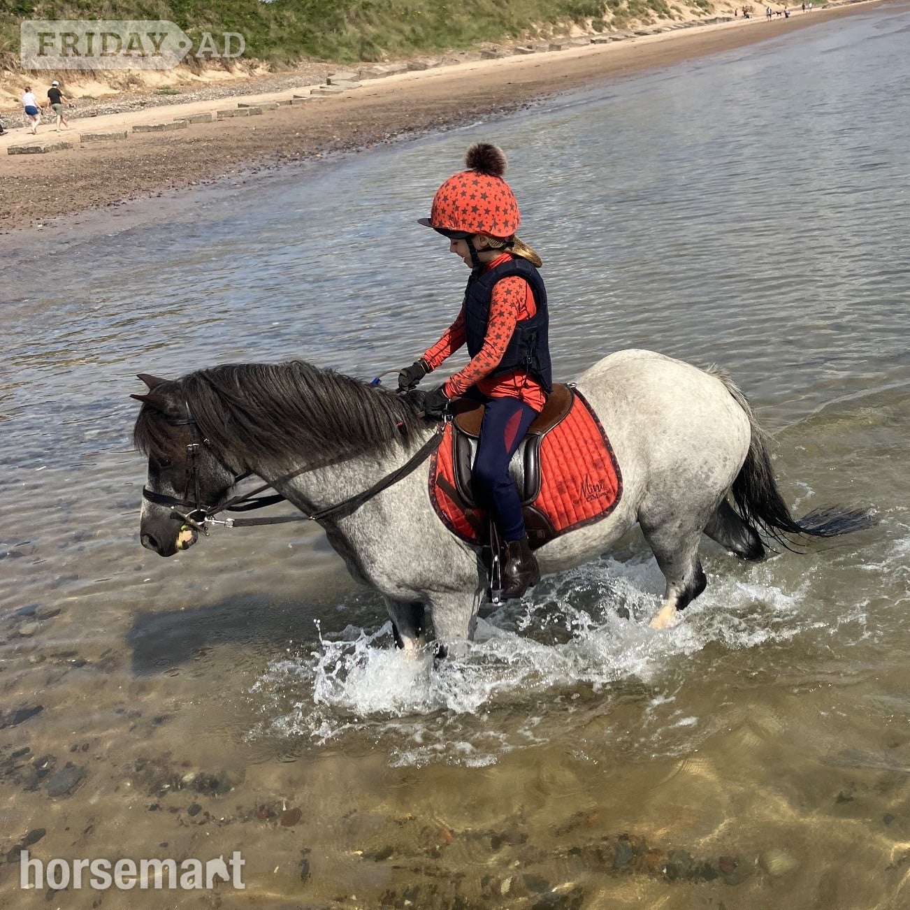 "Blue" Blue Roan Gelding Lead Rein/First Ridden Pony in Prudhoe